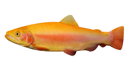 Trota Albina Trota Albina