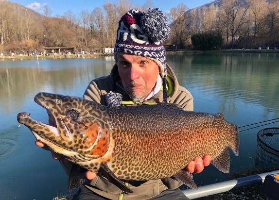 Trote Leopard anche giganti Trota Leopard Gigante
