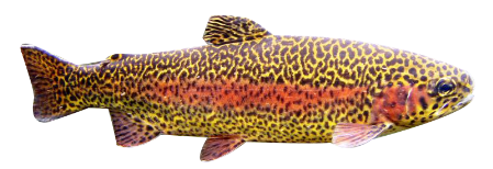 Trota Leopardata Trota dalla livrea molto particolare dovuta ad un incrocio con il salmerino.